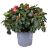 Rhodo Si Jimmy