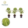Anthurium Clarinervium