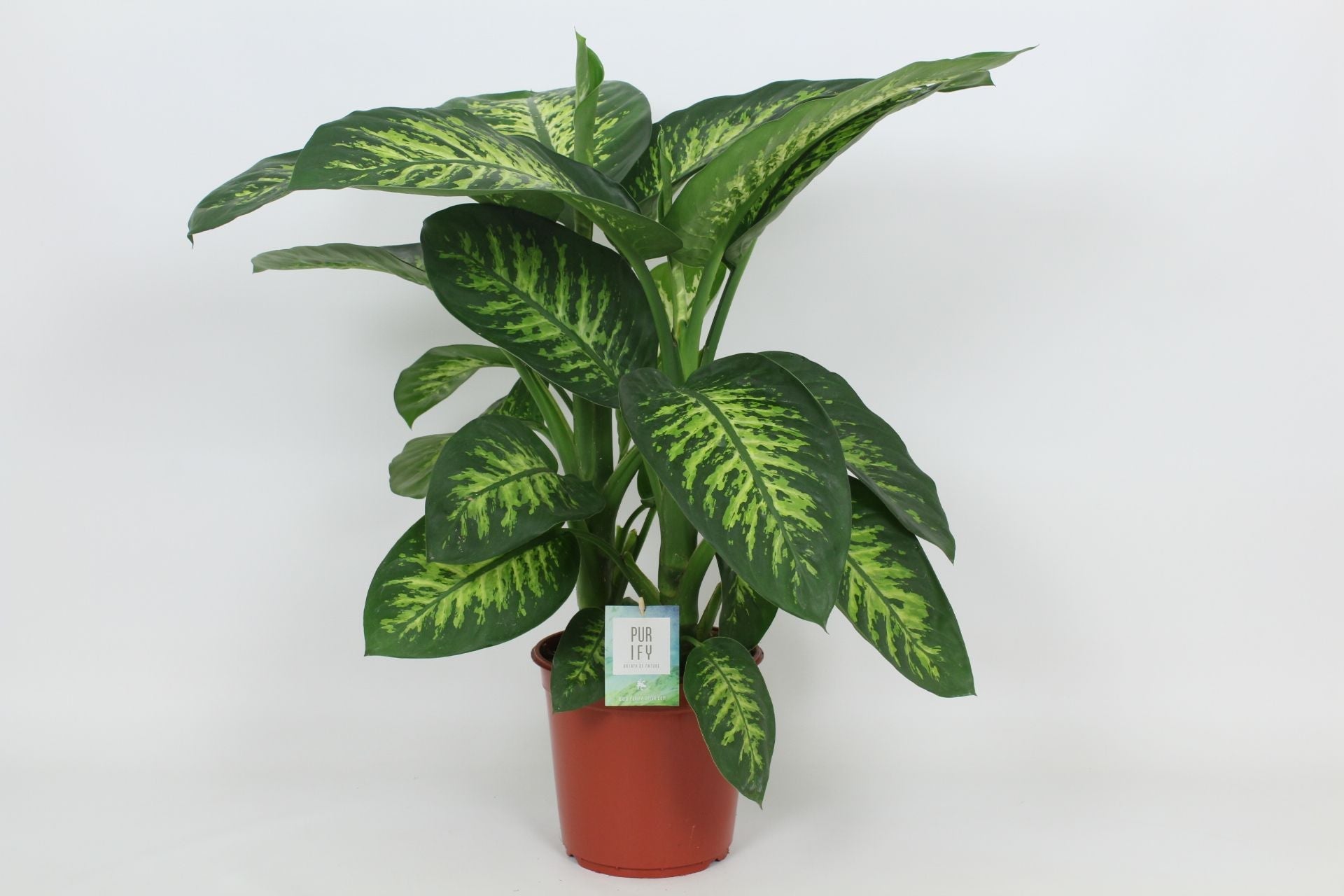 Dieff Tropic Snow