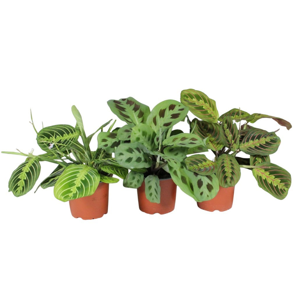 Maranta Leuconeura Fascinator Gemengd