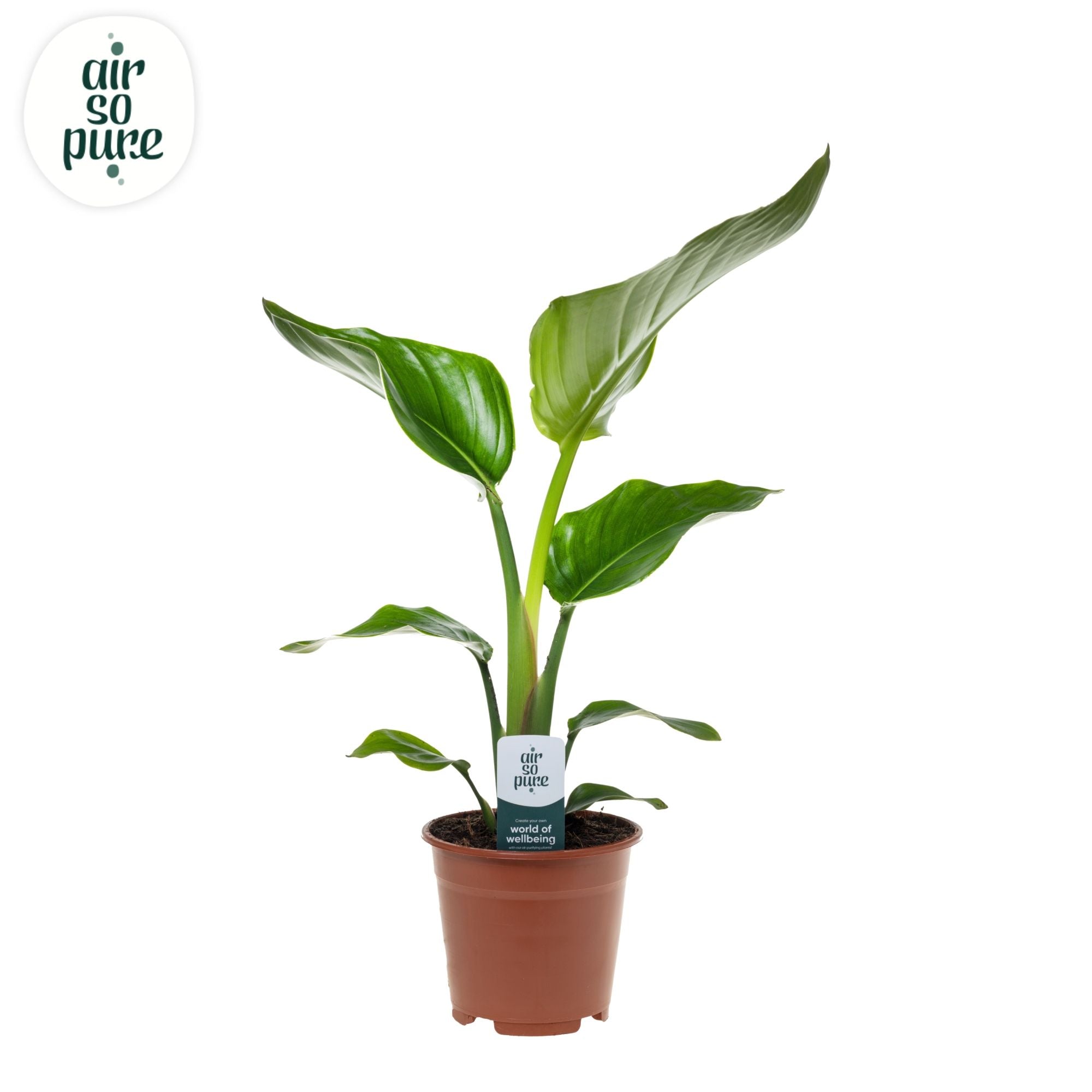 Strelitzia Nicolai 1pp