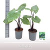 Alocasia Dark Star