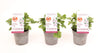 Pel Graveolens Orange Fizz