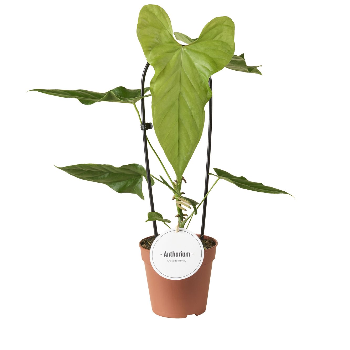 Anthurium Balaoanum