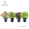 Syngonium Gemengd Feel Green