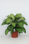 Dieff Tropic Jewel