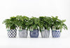 Monstera Adansonii Keramiek Delft Blue