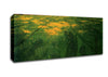 Felix Vallotton Field Of Green Oats Canvas Wall Art - Zestio