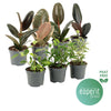 Ficus Gemengd