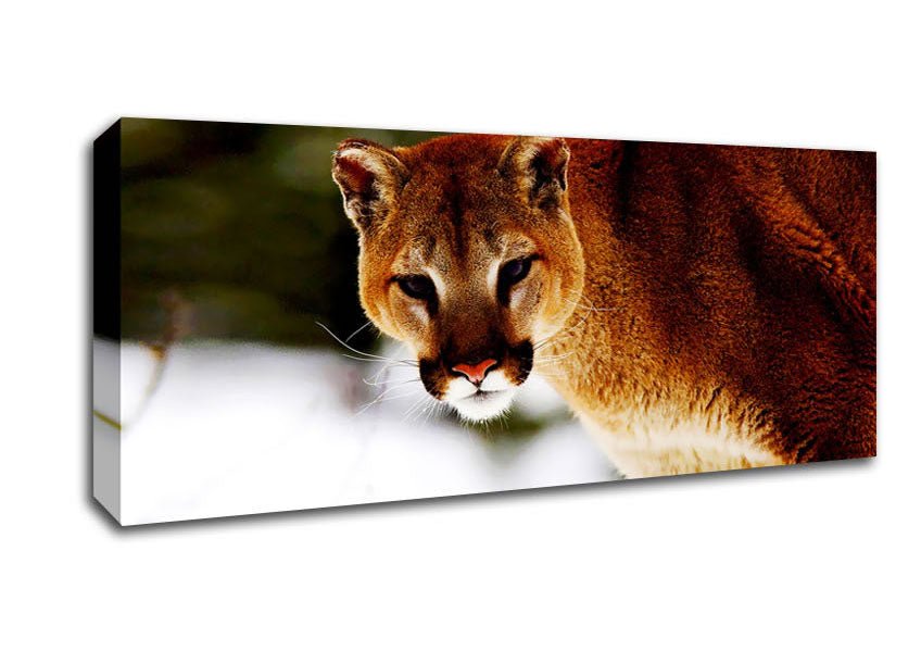 Florida Panther In The Snow Canvas Wall Art - Zestio