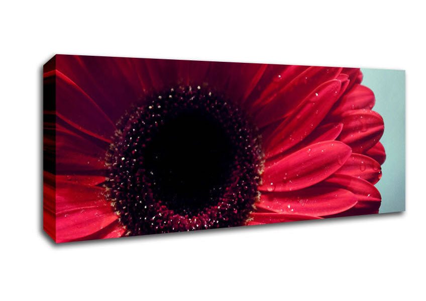Gerbera Flower Deep Red Canvas Wall Art - Zestio