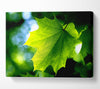 Green Leaf Canvas Wall Art - Zestio