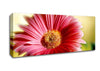 Heavenly Pink Petals Canvas Wall Art - Zestio