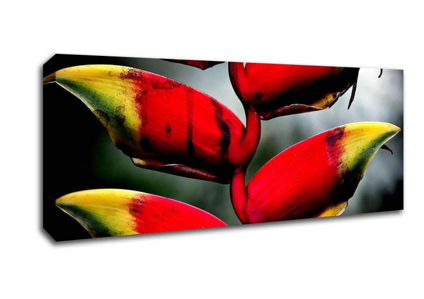 Heliconia Pendula Inflorescence Canvas Wall Art - Zestio