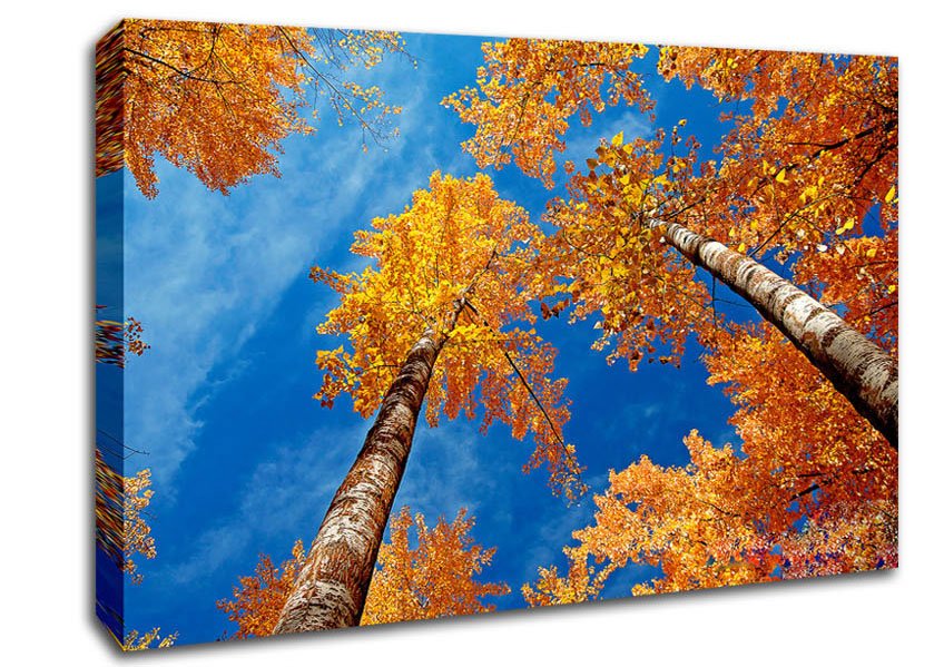 High Above The Tree Tops Canvas Wall Art - Zestio