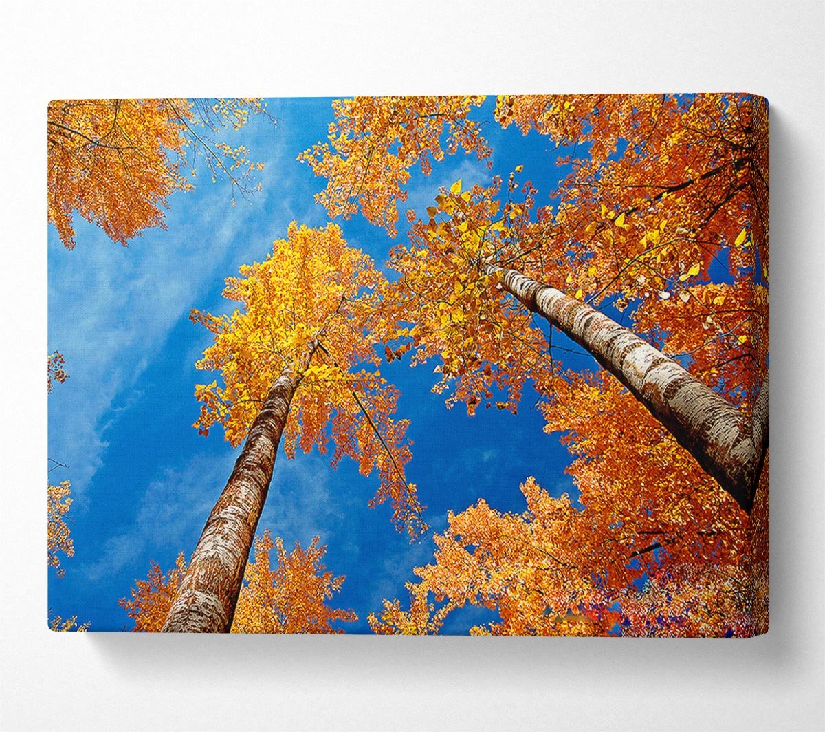 High Above The Tree Tops Canvas Wall Art - Zestio
