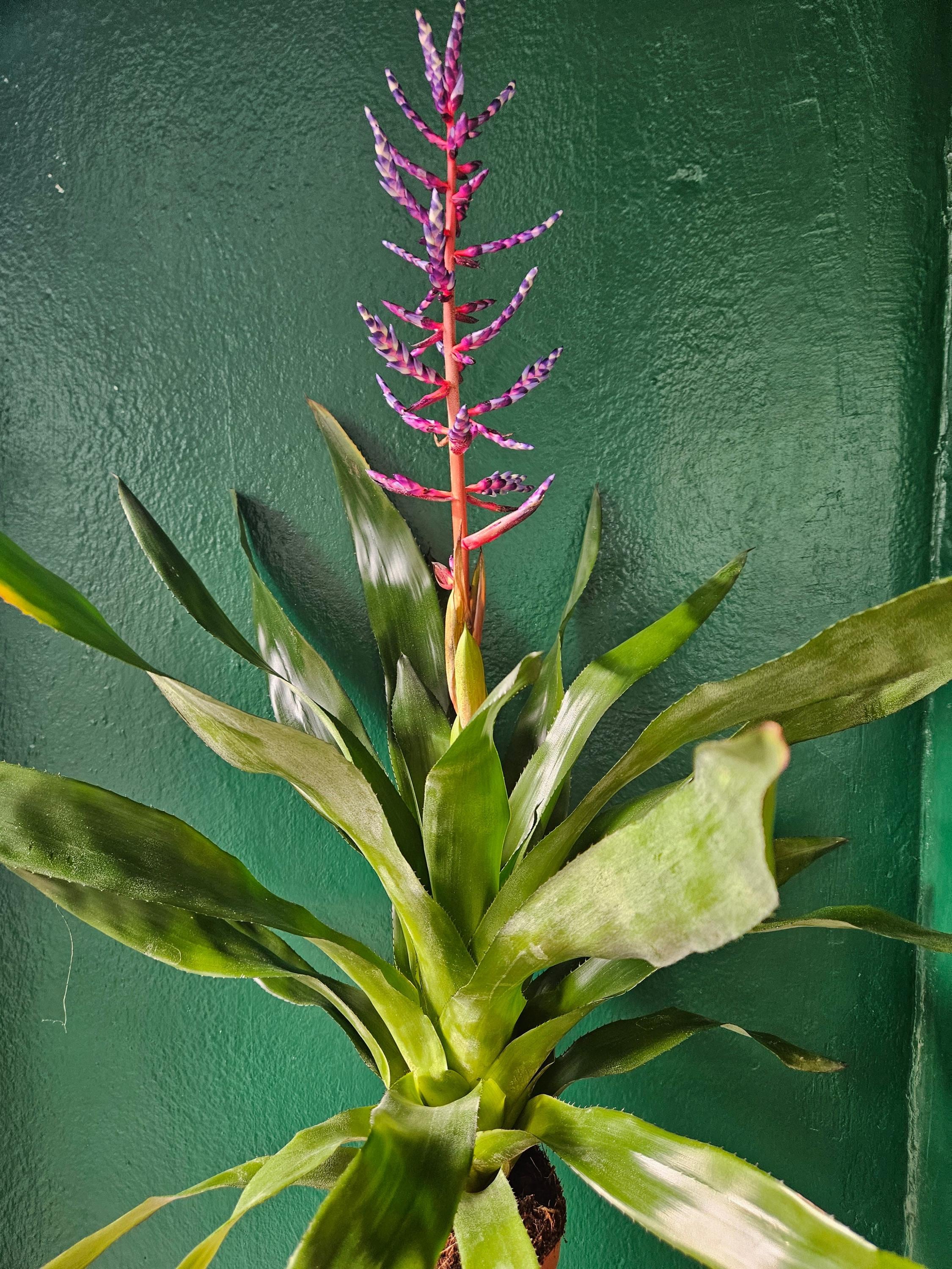 Aechmea Gamosepala 'Blue Rain' (Urn Plant)