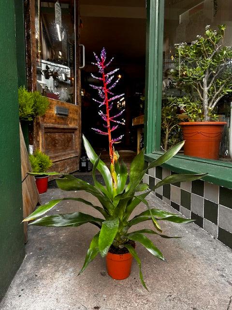 Aechmea Gamosepala 'Blue Rain' (Urn Plant)