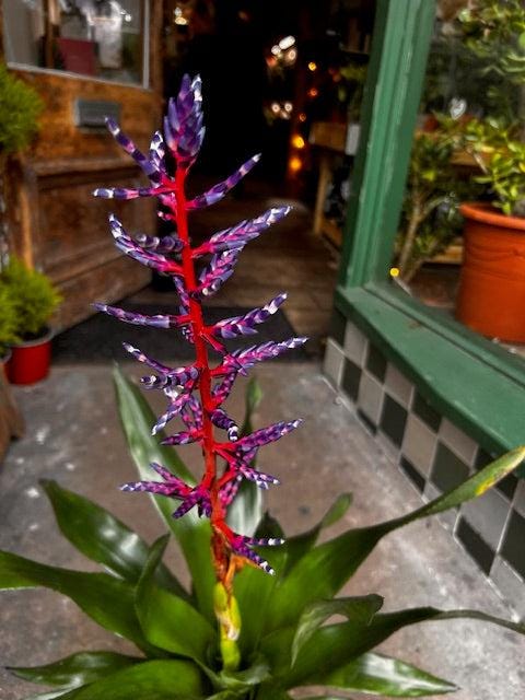 Aechmea Gamosepala 'Blue Rain' (Urn Plant)
