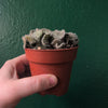 Opuntia cylindrica cristata (Crested Eve's Needle Cactus)