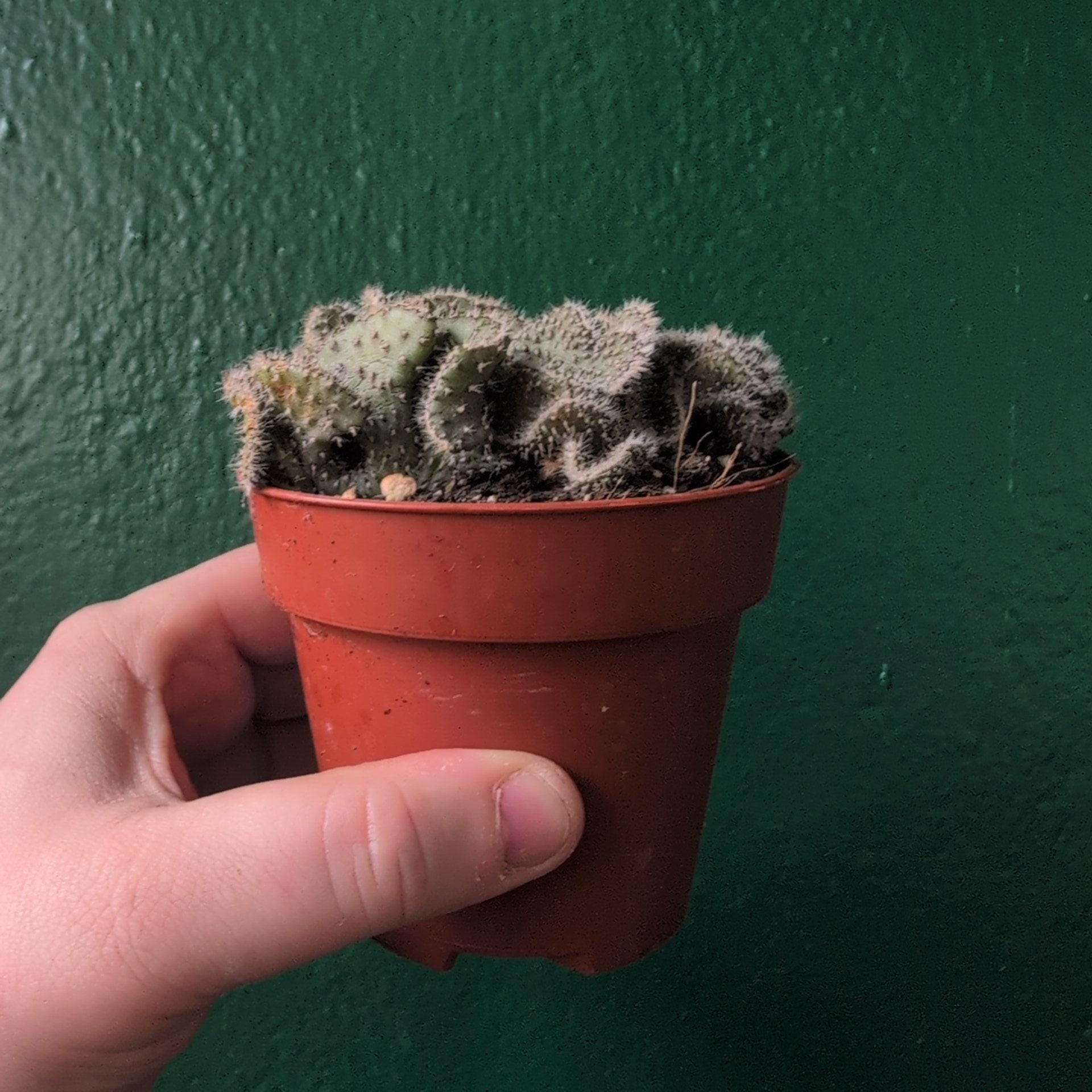 Opuntia cylindrica cristata (Crested Eve's Needle Cactus)