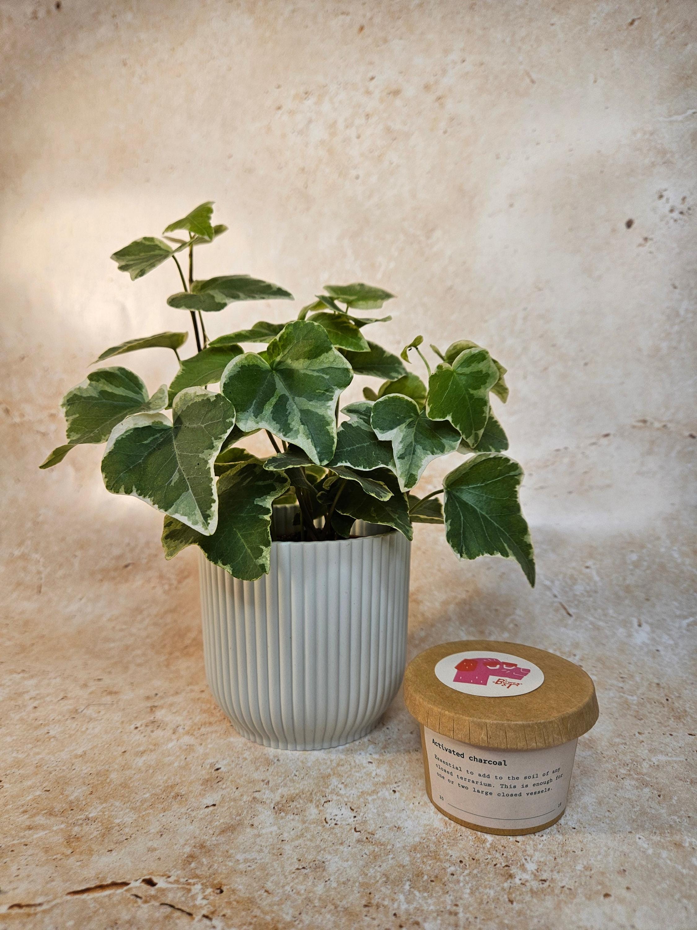 Activated Charcoal