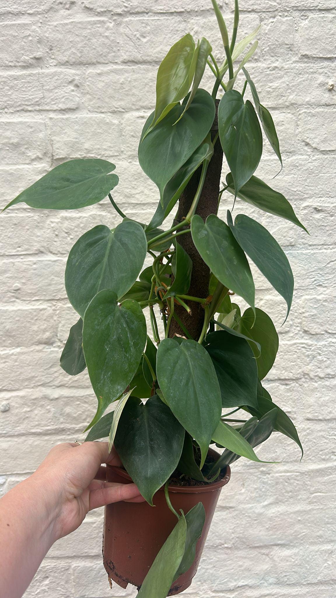 Philodendron hederaceum (Heartleaf Plant)