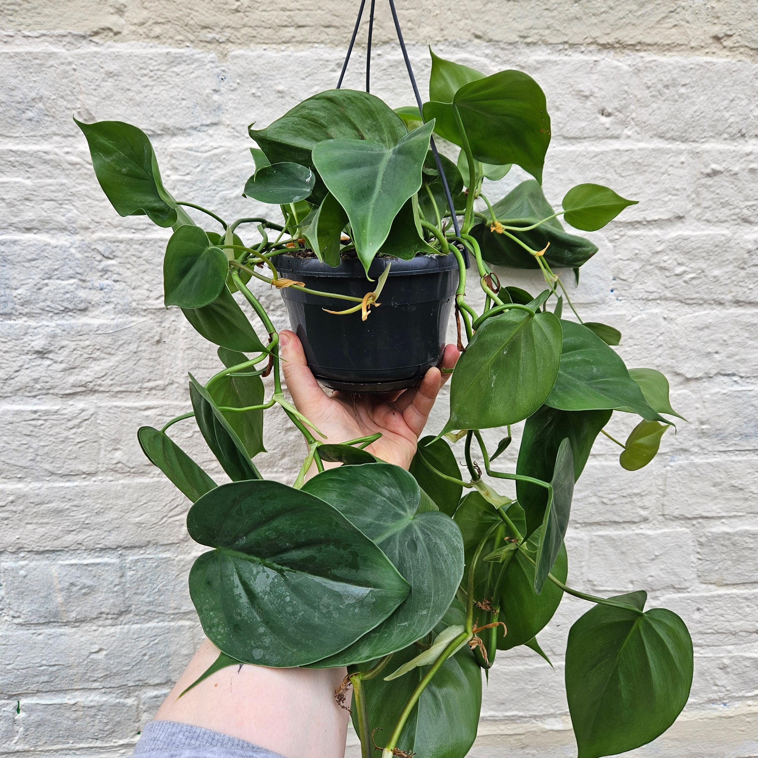 Philodendron hederaceum (Heartleaf Plant)