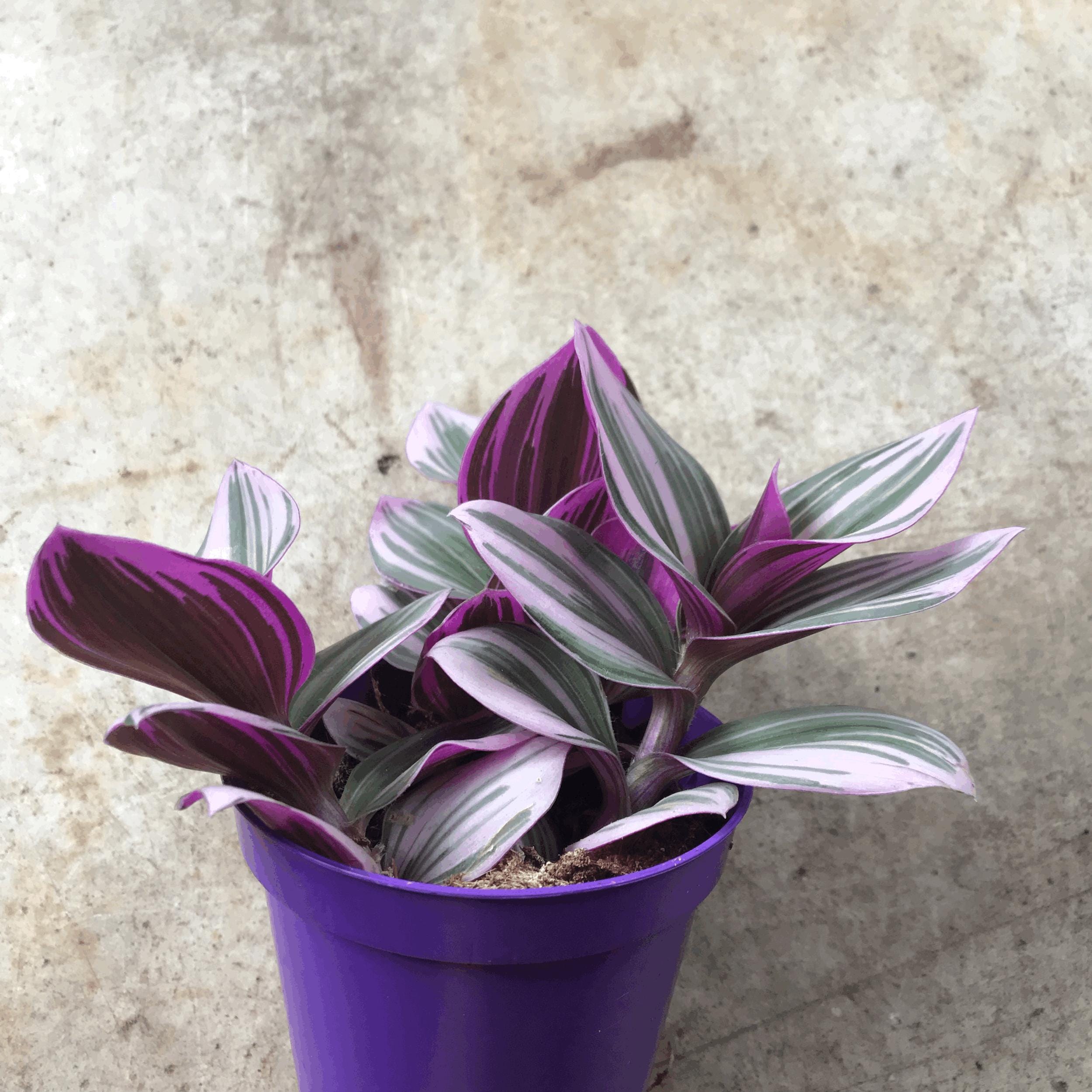 Tradescantia 'Nanouk' (Inch Plant)