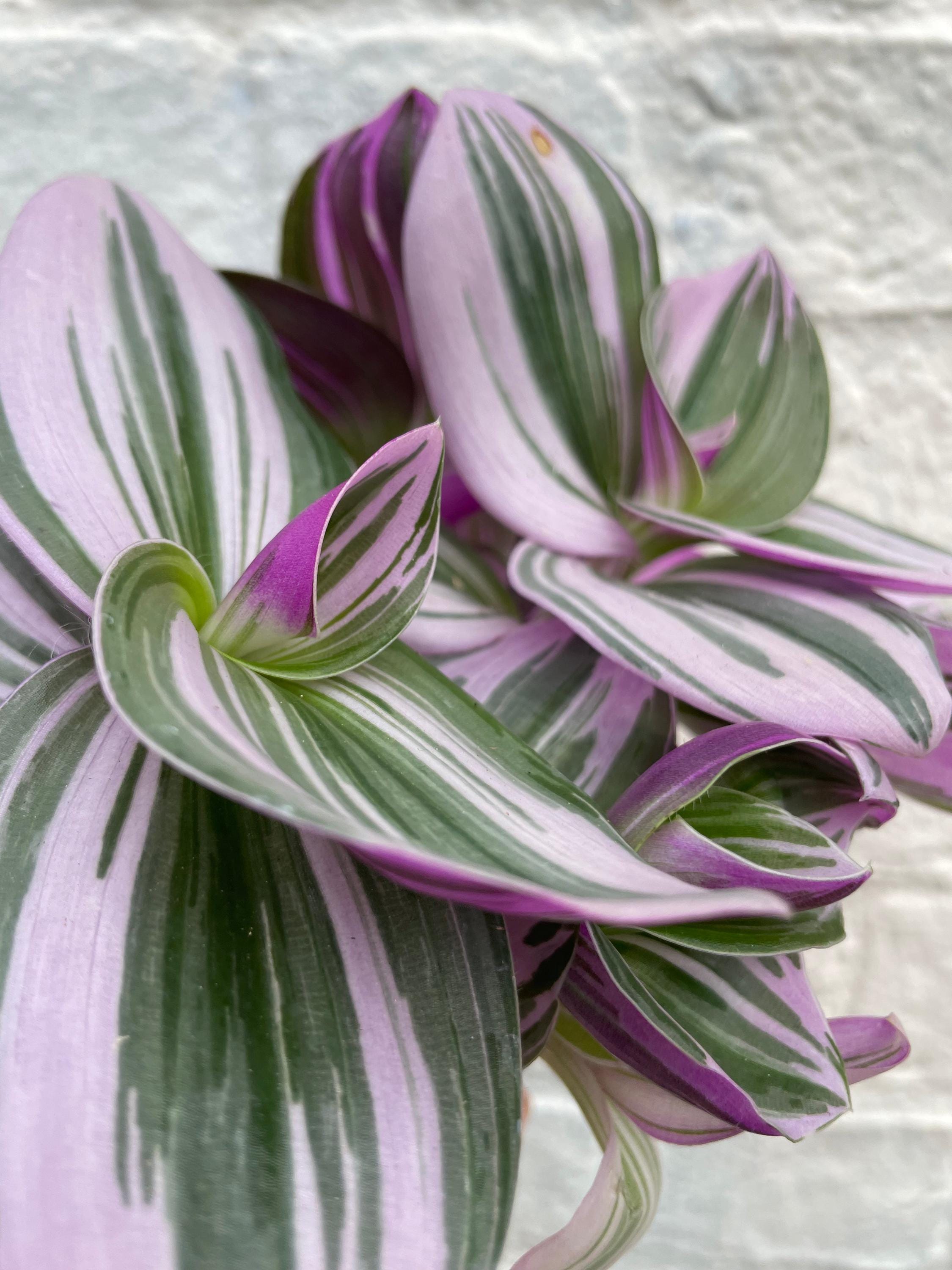 Tradescantia 'Nanouk' (Inch Plant)