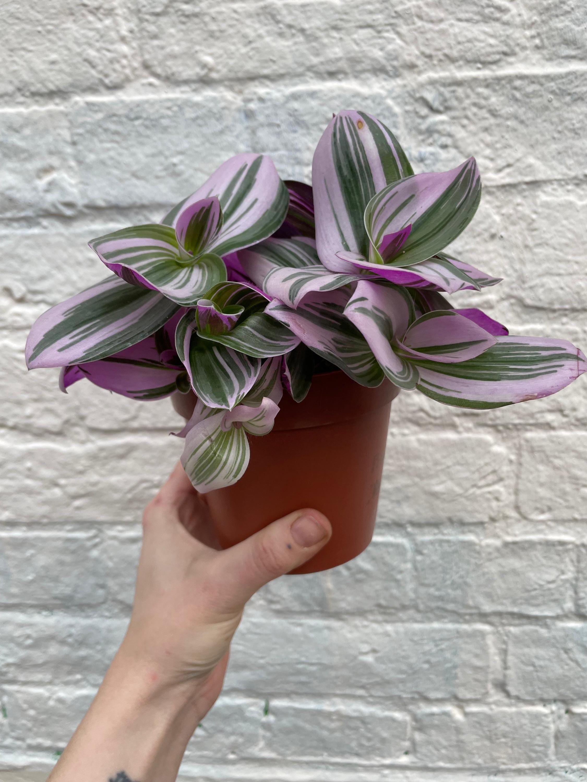 Tradescantia 'Nanouk' (Inch Plant)