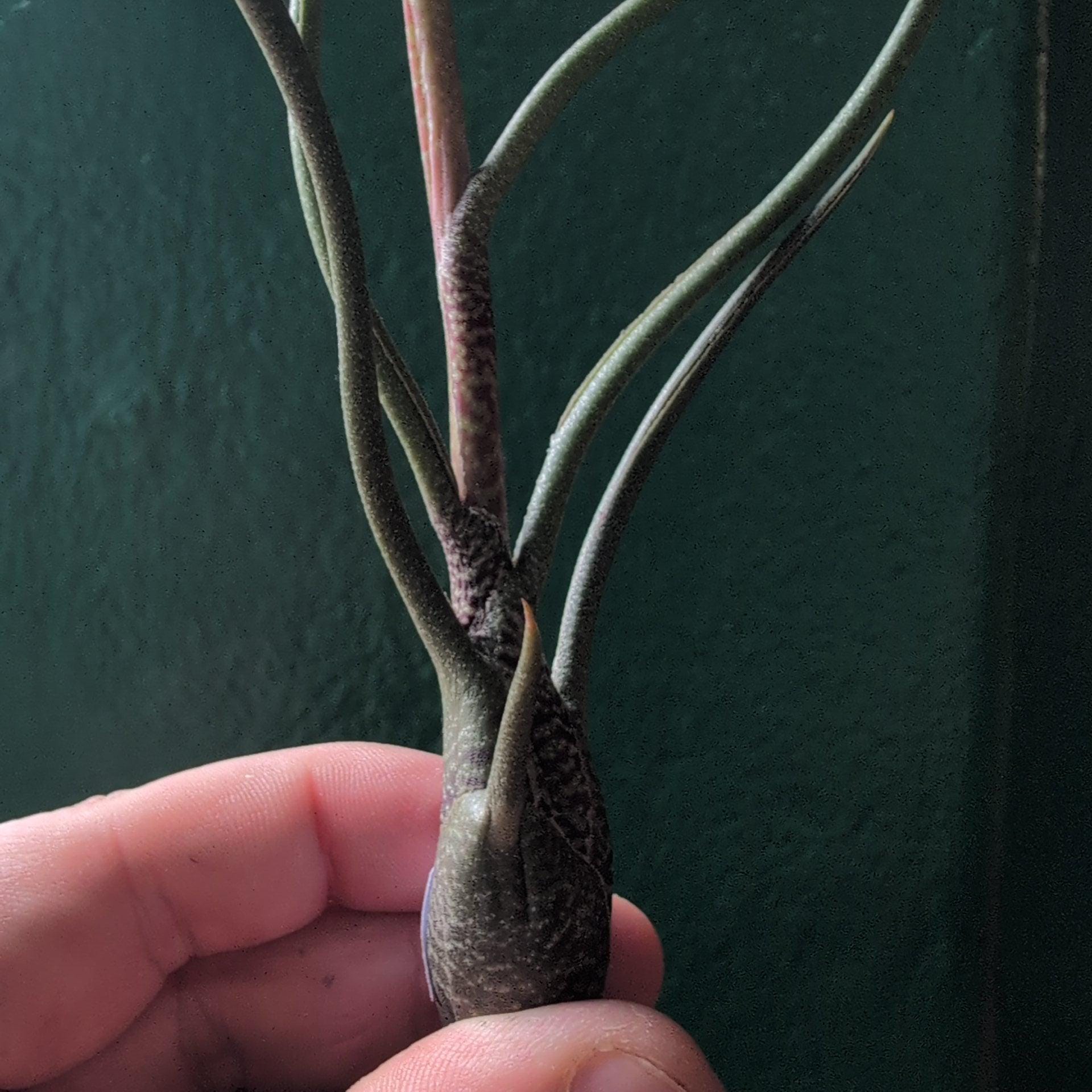 Tillandsia Butzii (Air Plant)