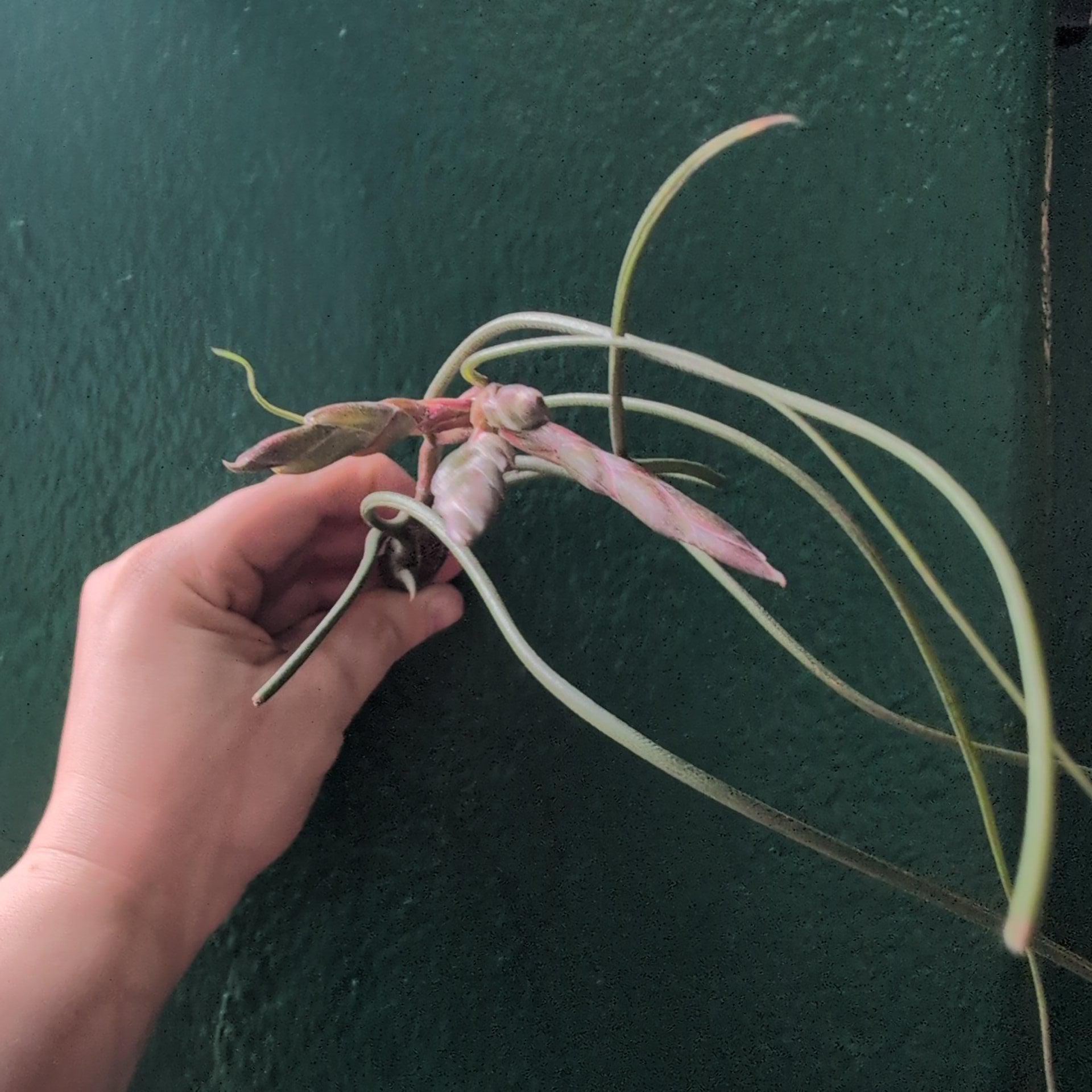Tillandsia Butzii (Air Plant)