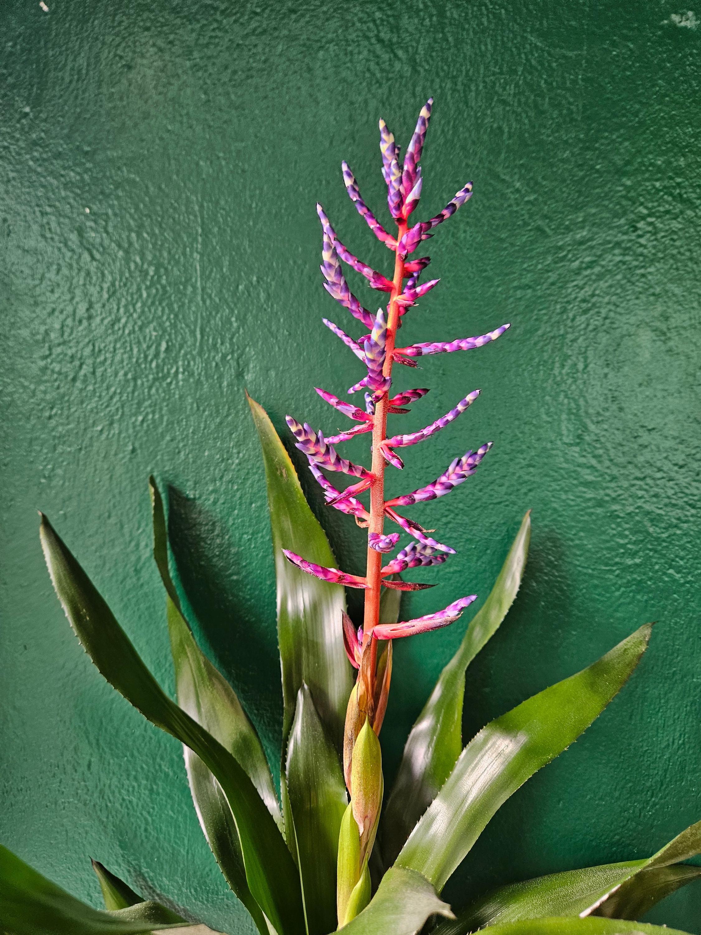 Aechmea Gamosepala 'Blue Rain' (Urn Plant)