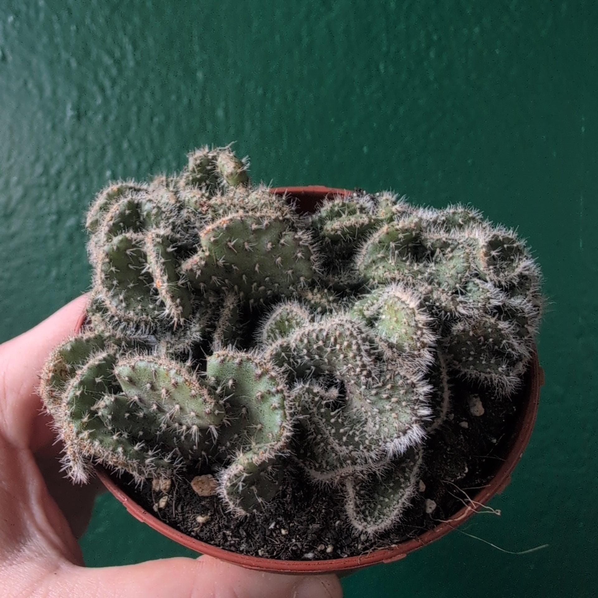 Opuntia cylindrica cristata (Crested Eve's Needle Cactus)