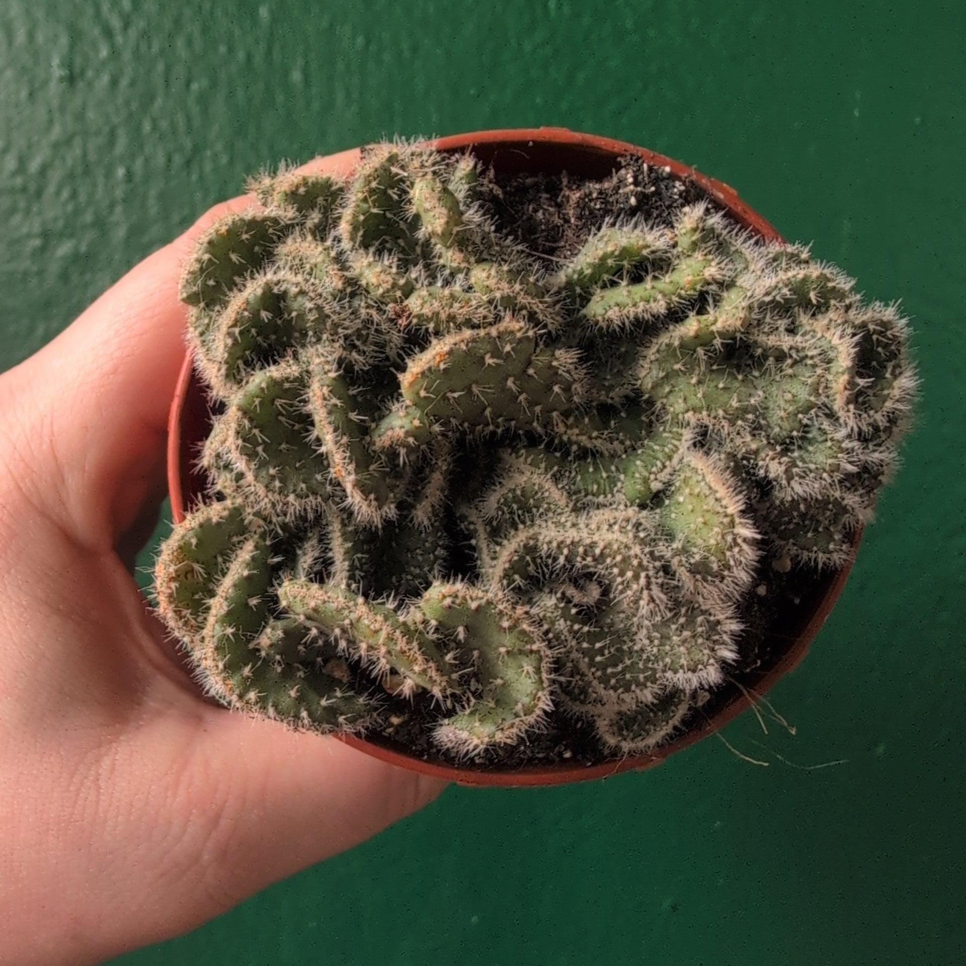 Opuntia cylindrica cristata (Crested Eve's Needle Cactus)