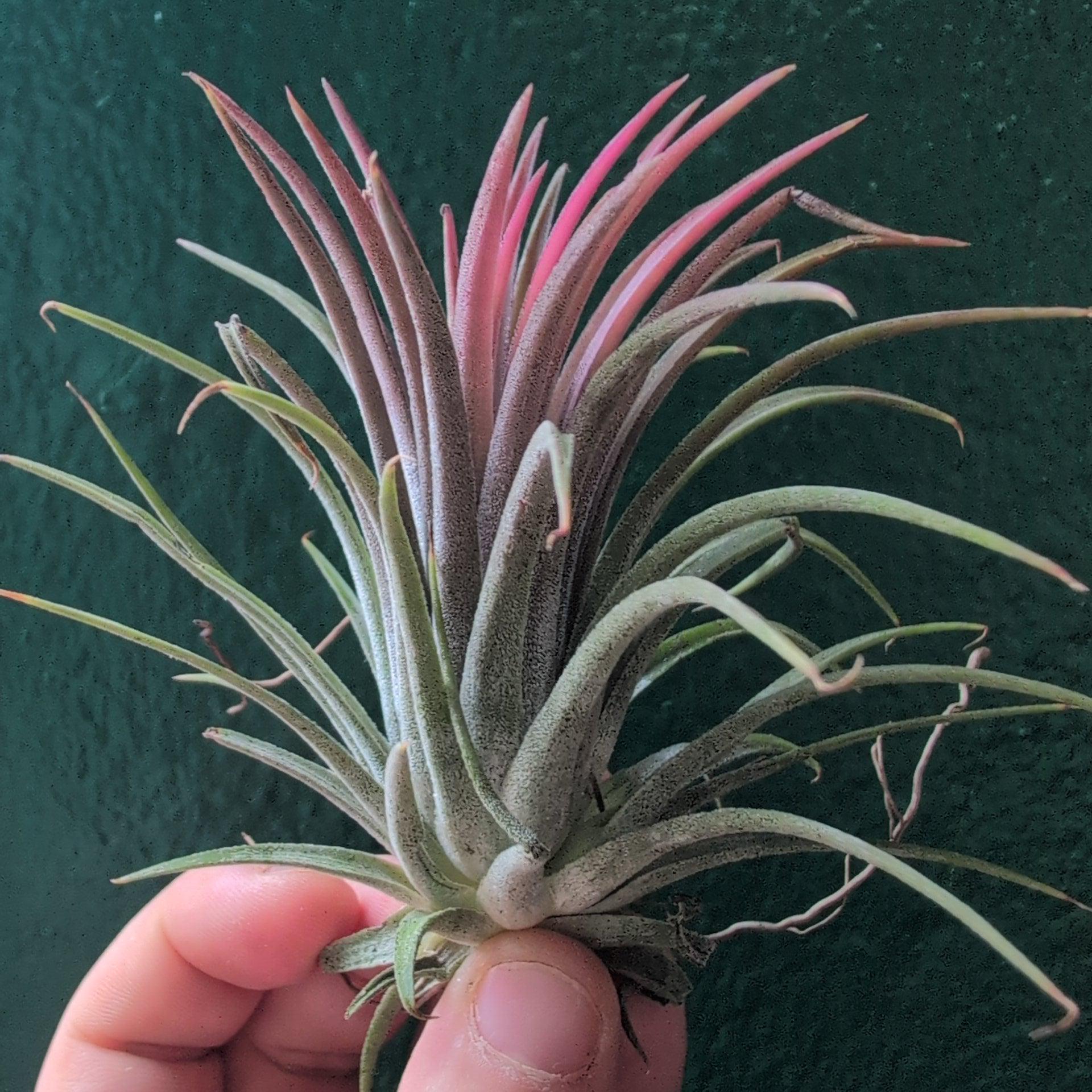 Tillandsia 'lonantha red' (Air Plant)