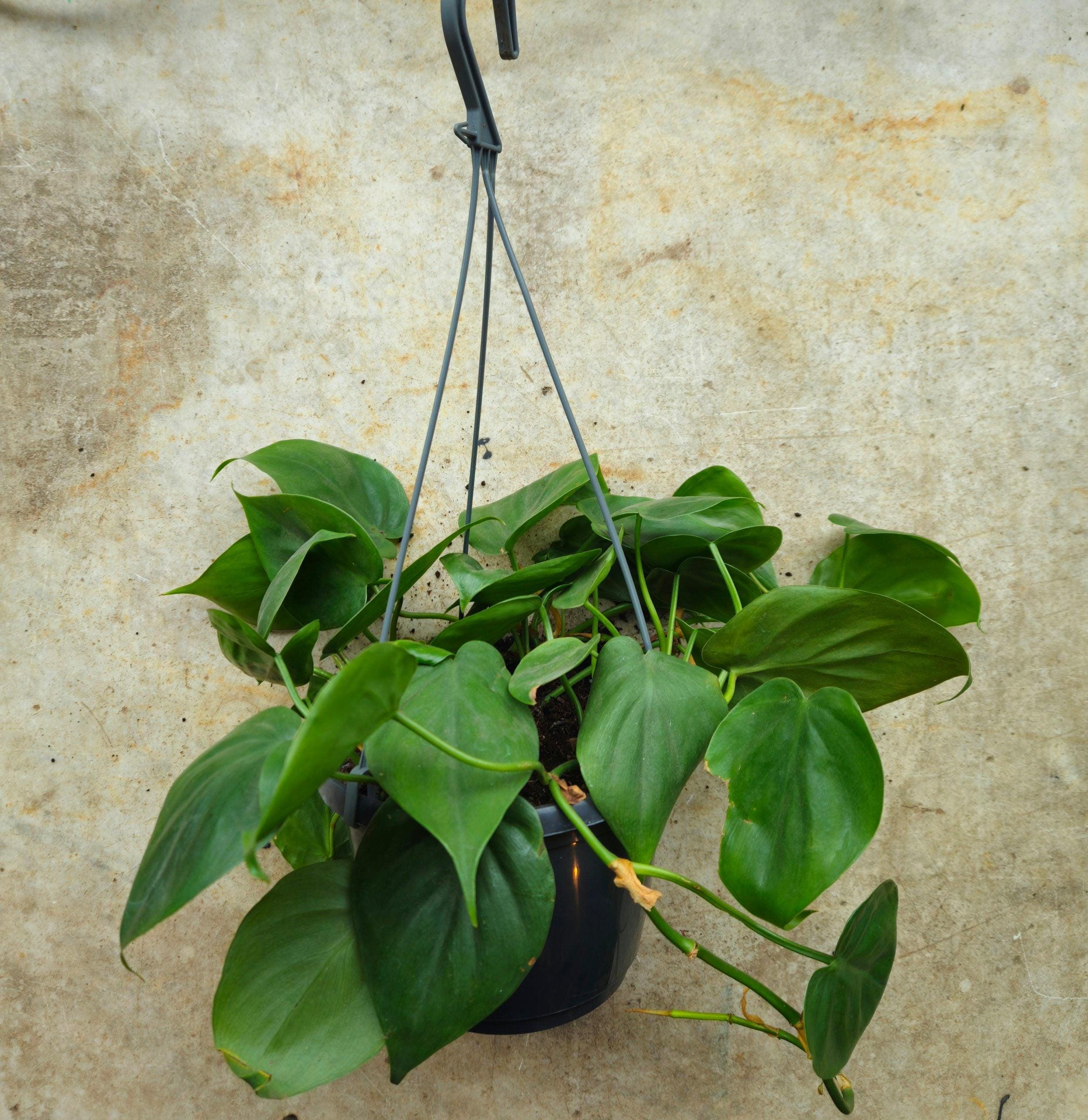 Philodendron hederaceum (Heartleaf Plant)