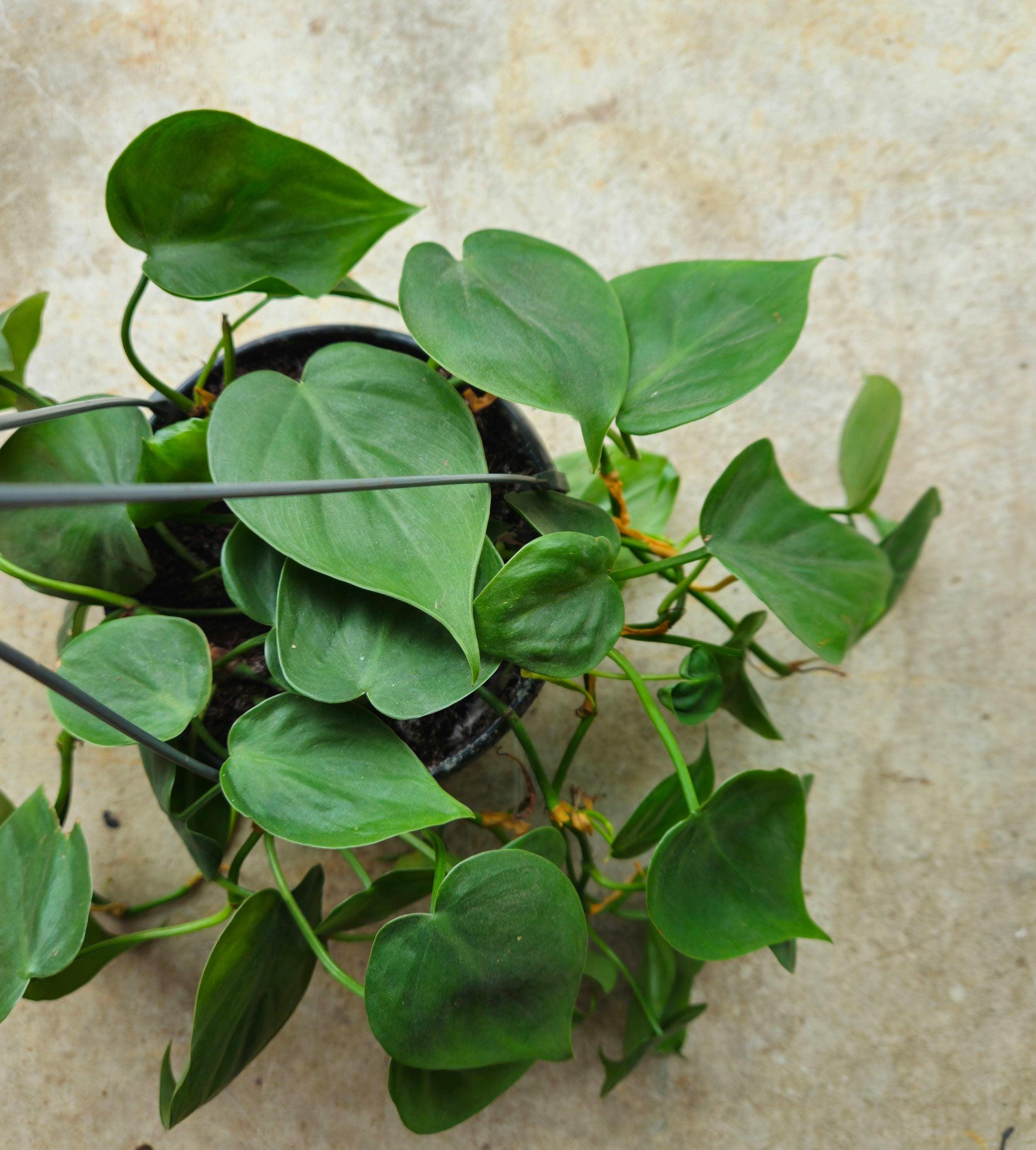 Philodendron hederaceum (Heartleaf Plant)