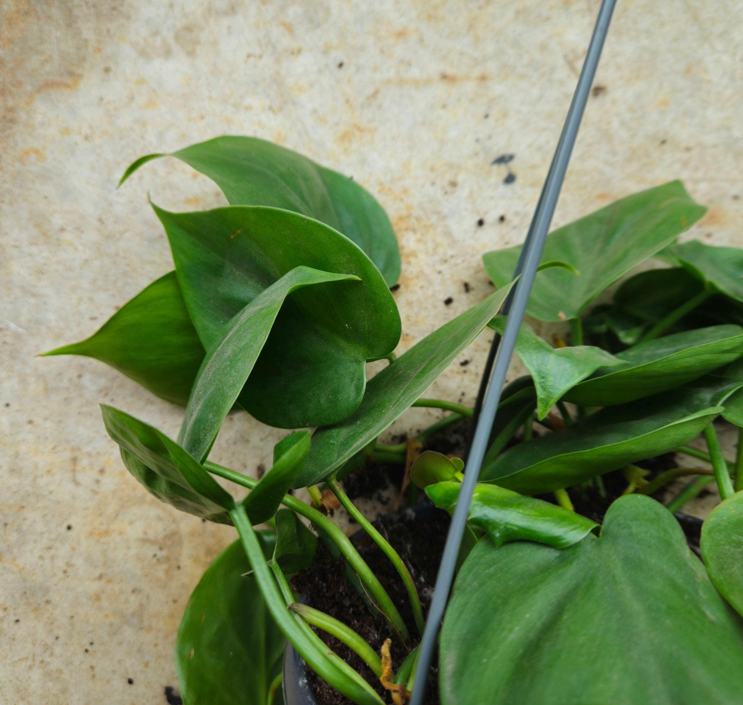 Philodendron hederaceum (Heartleaf Plant)