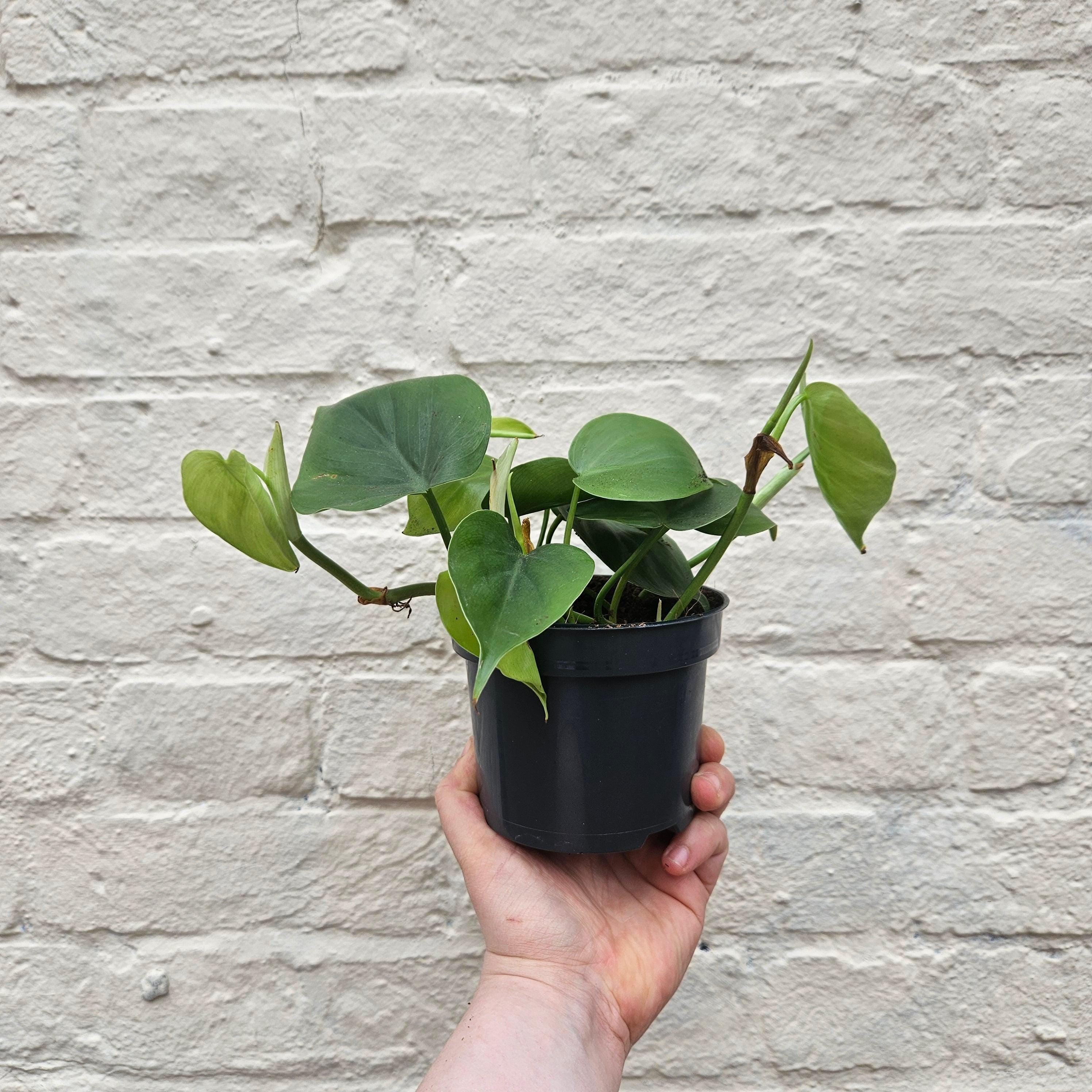 Philodendron hederaceum (Heartleaf Plant)