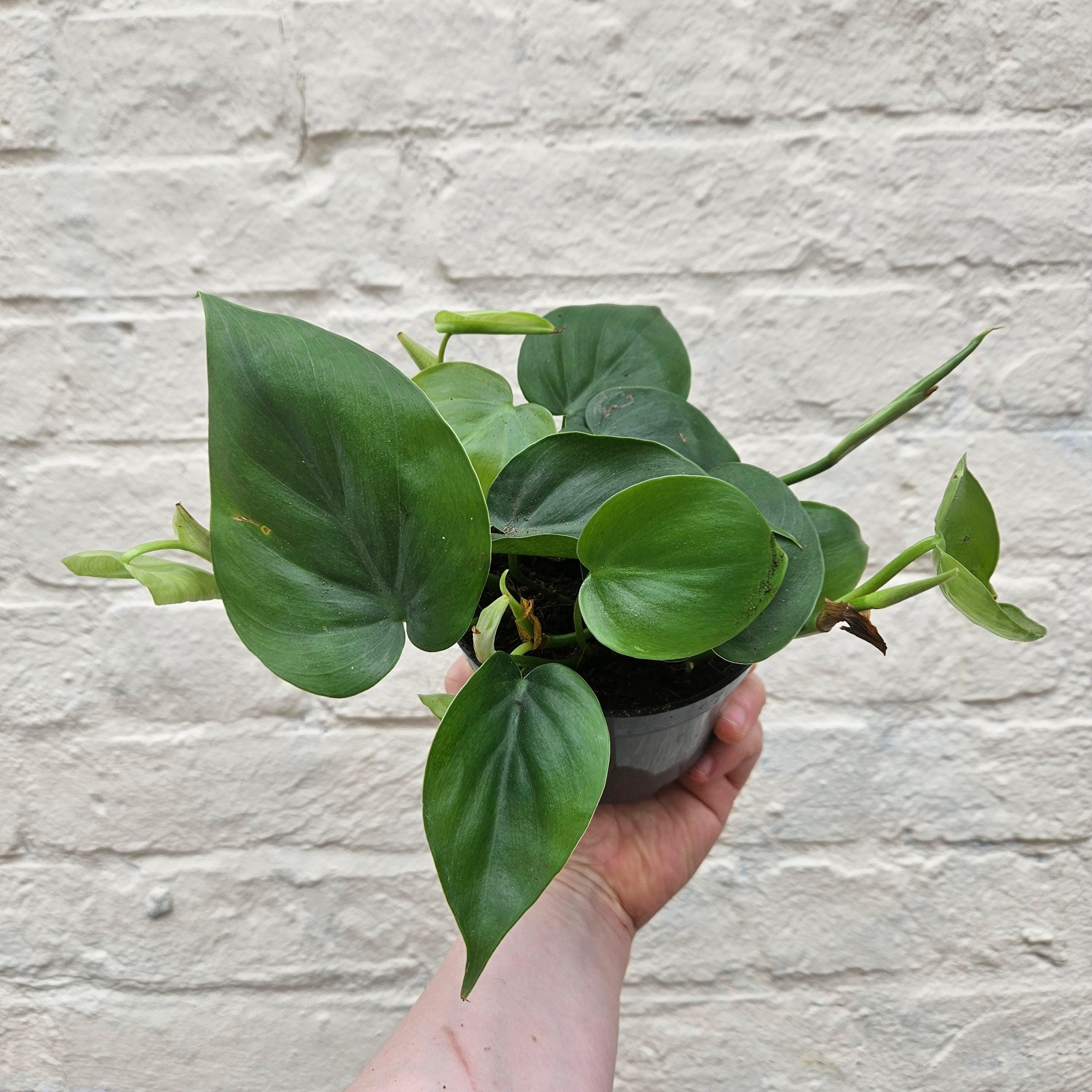 Philodendron hederaceum (Heartleaf Plant)