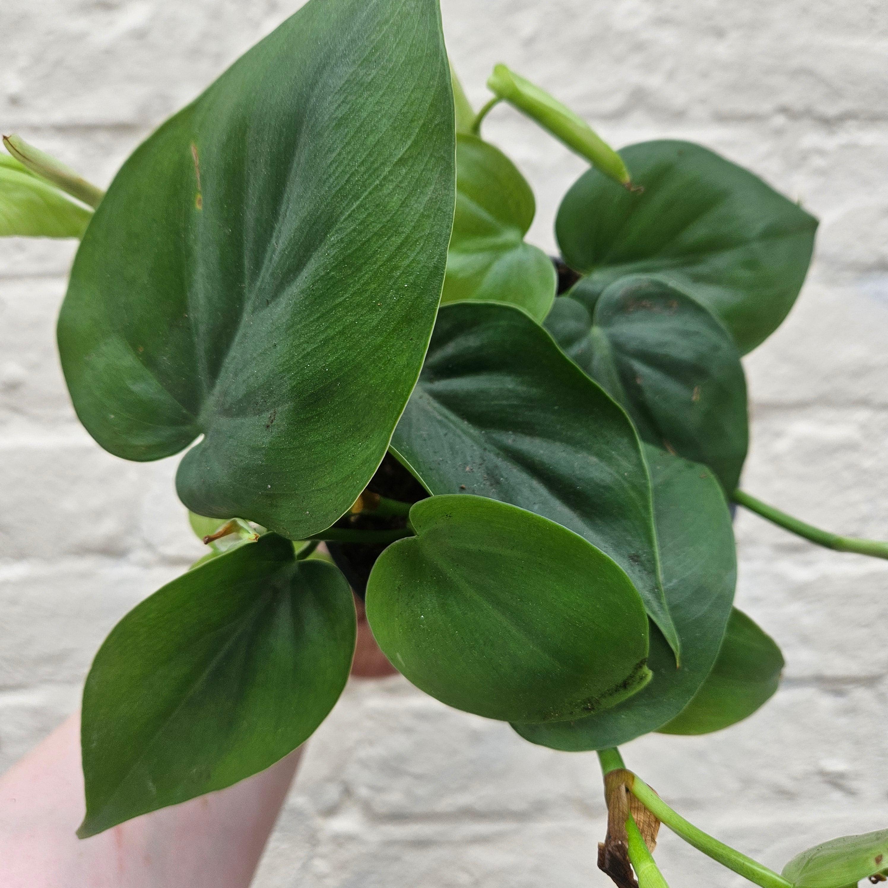 Philodendron hederaceum (Heartleaf Plant)