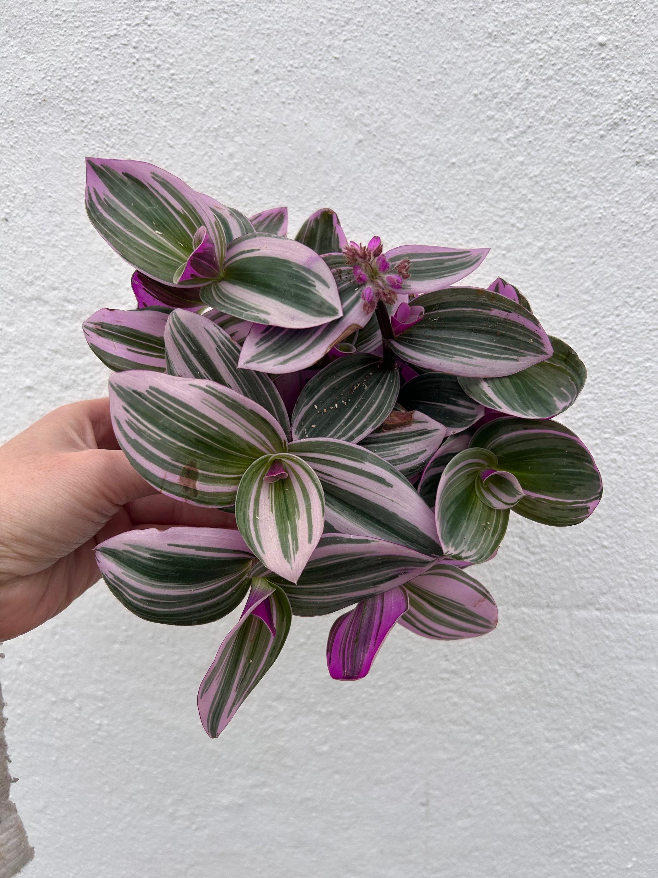 Tradescantia 'Nanouk' (Inch Plant)