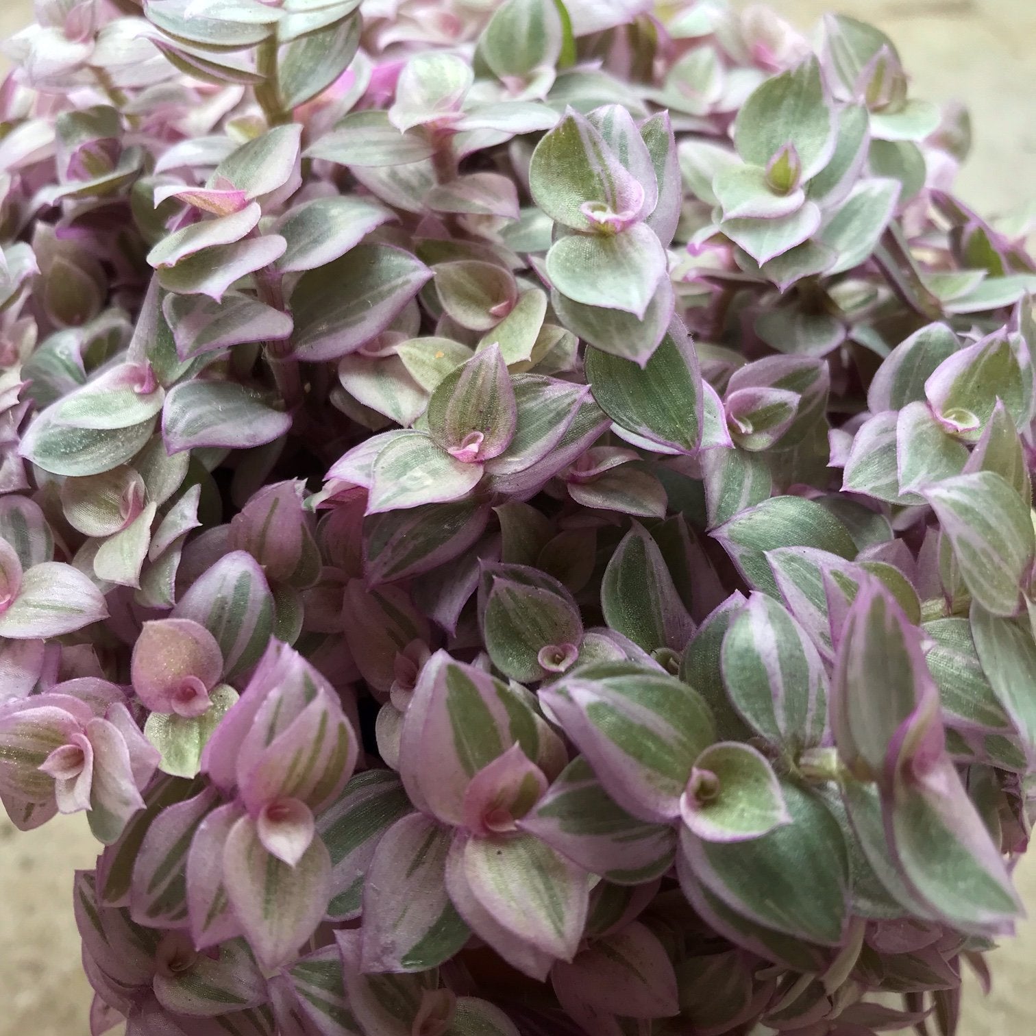 Callisia repens 'Rosato' (Pink Lady)