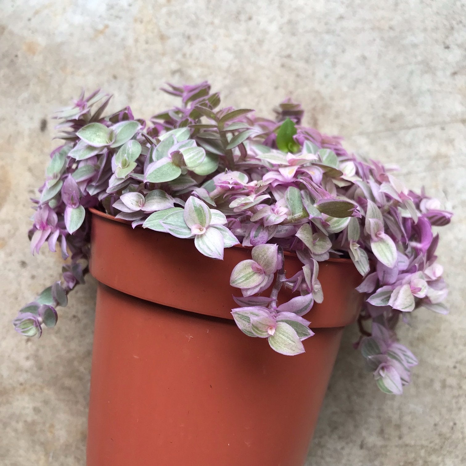 Callisia repens 'Rosato' (Pink Lady)