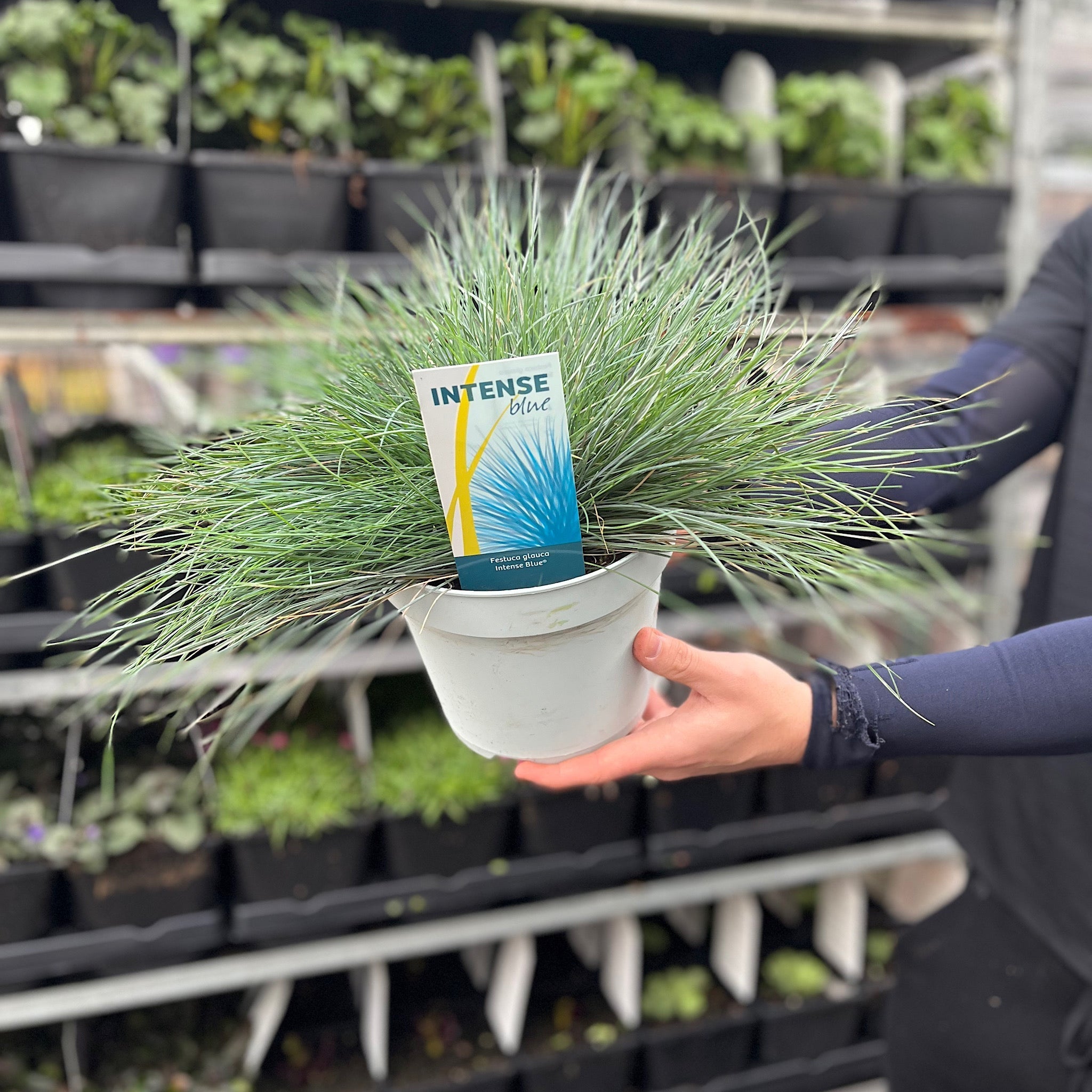 Blue Grass - Festuca Elijah Blue