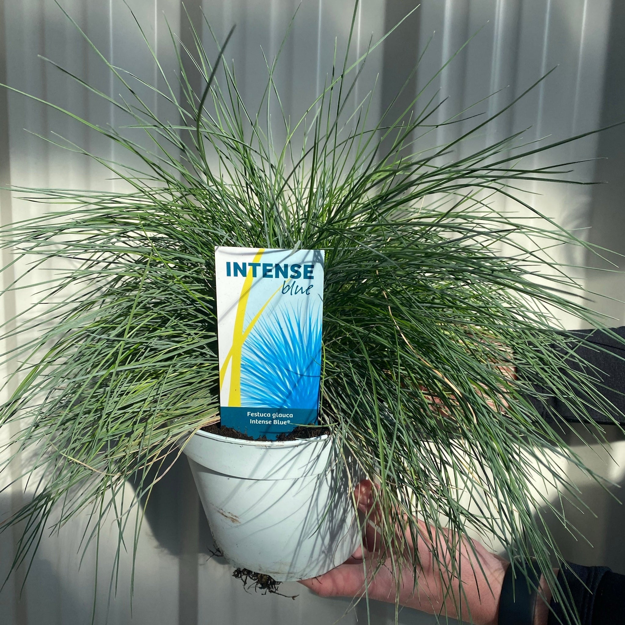 Blue Grass - Festuca Elijah Blue