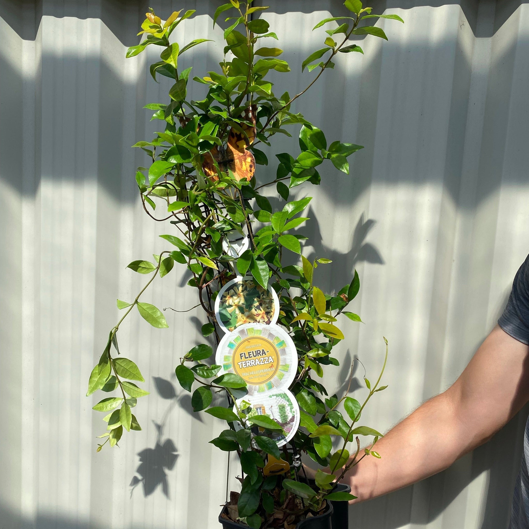 Trachelospermum jasminum 'Star of Toscana' (Evergreen Star Jasmine)