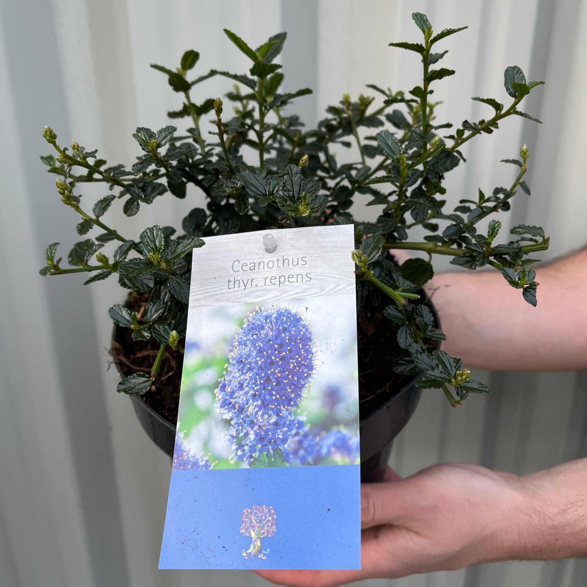 Ceanothus thyrsiflorus var. repens 2L
